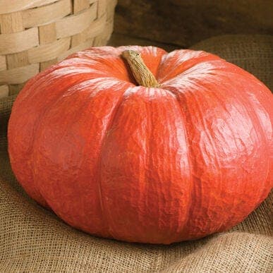 Pumpkin Regular 40/45 1 Count 40/45 (1ct)