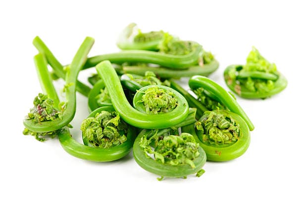 Fiddleheads 283 G