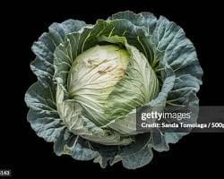 Green Cabbage
