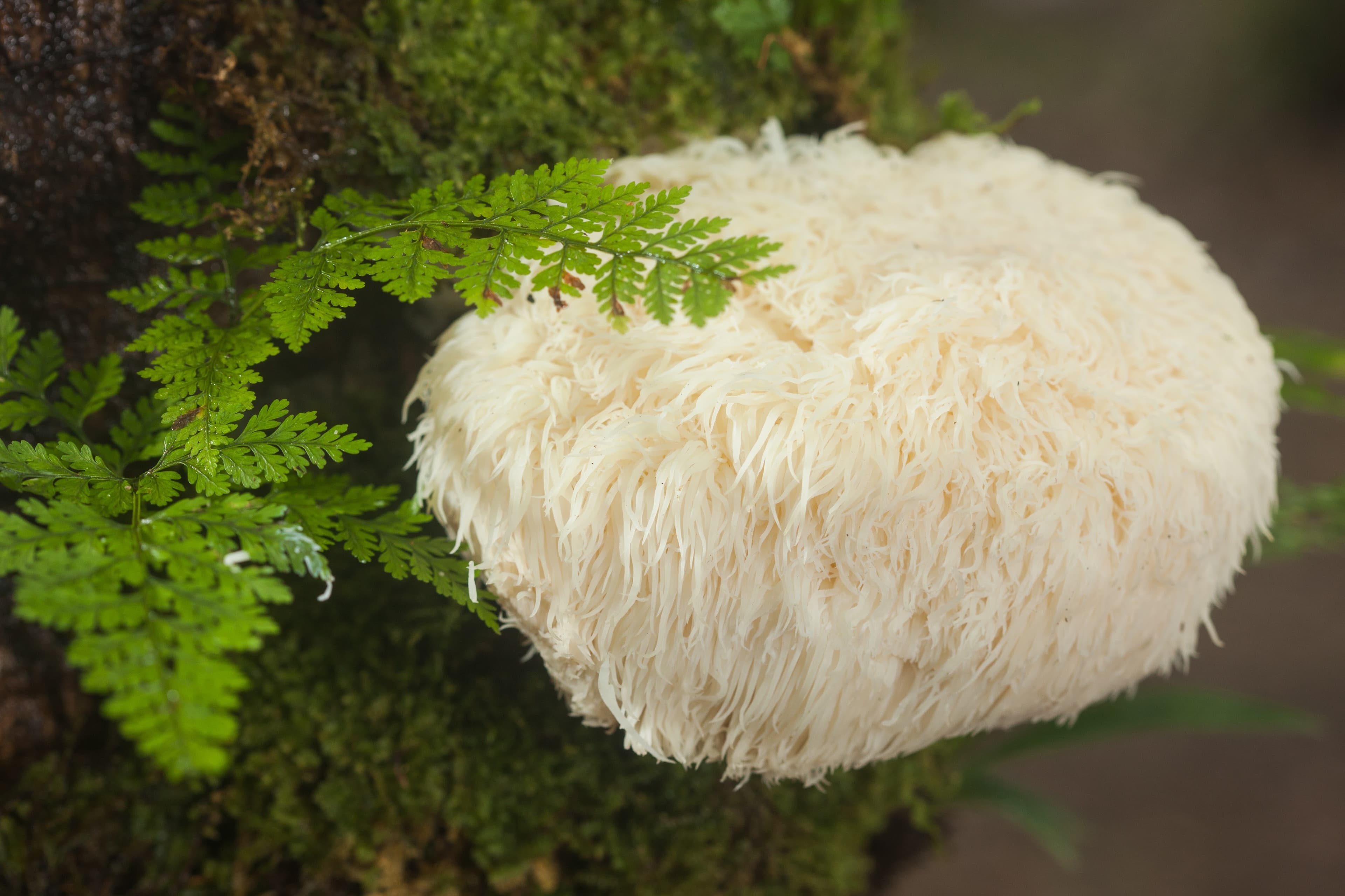 Lion`s Mane Mushroom