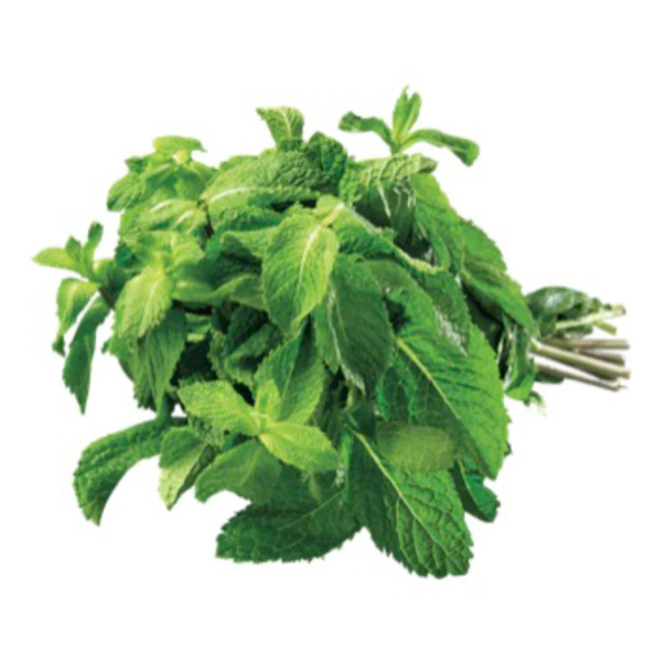 Mint [1 Bunch]