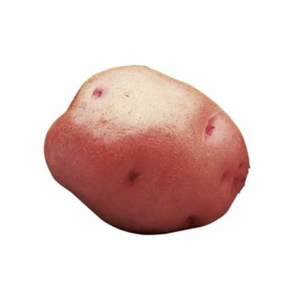 Red Potato 1 Each