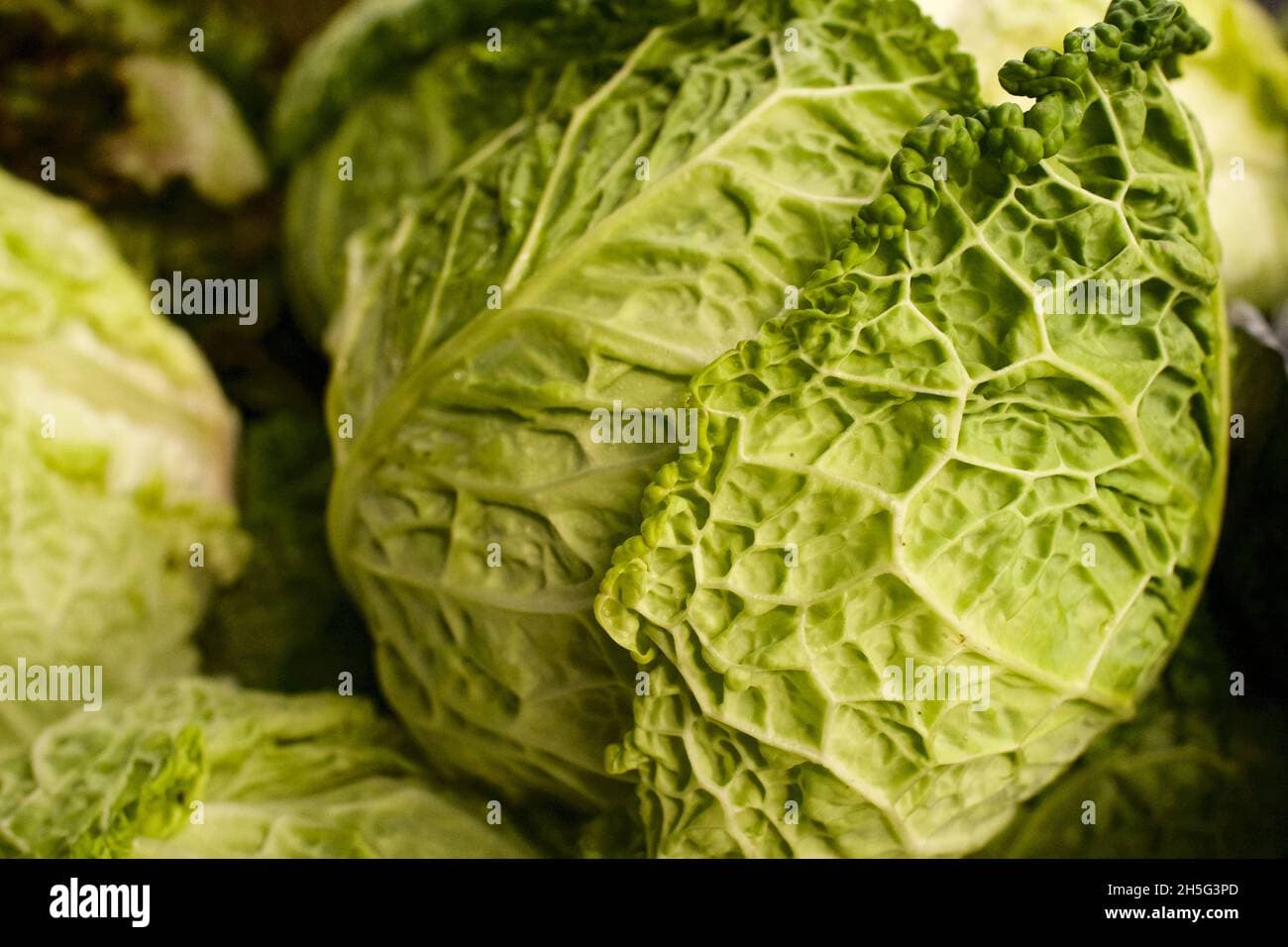 Savoy Cabbage