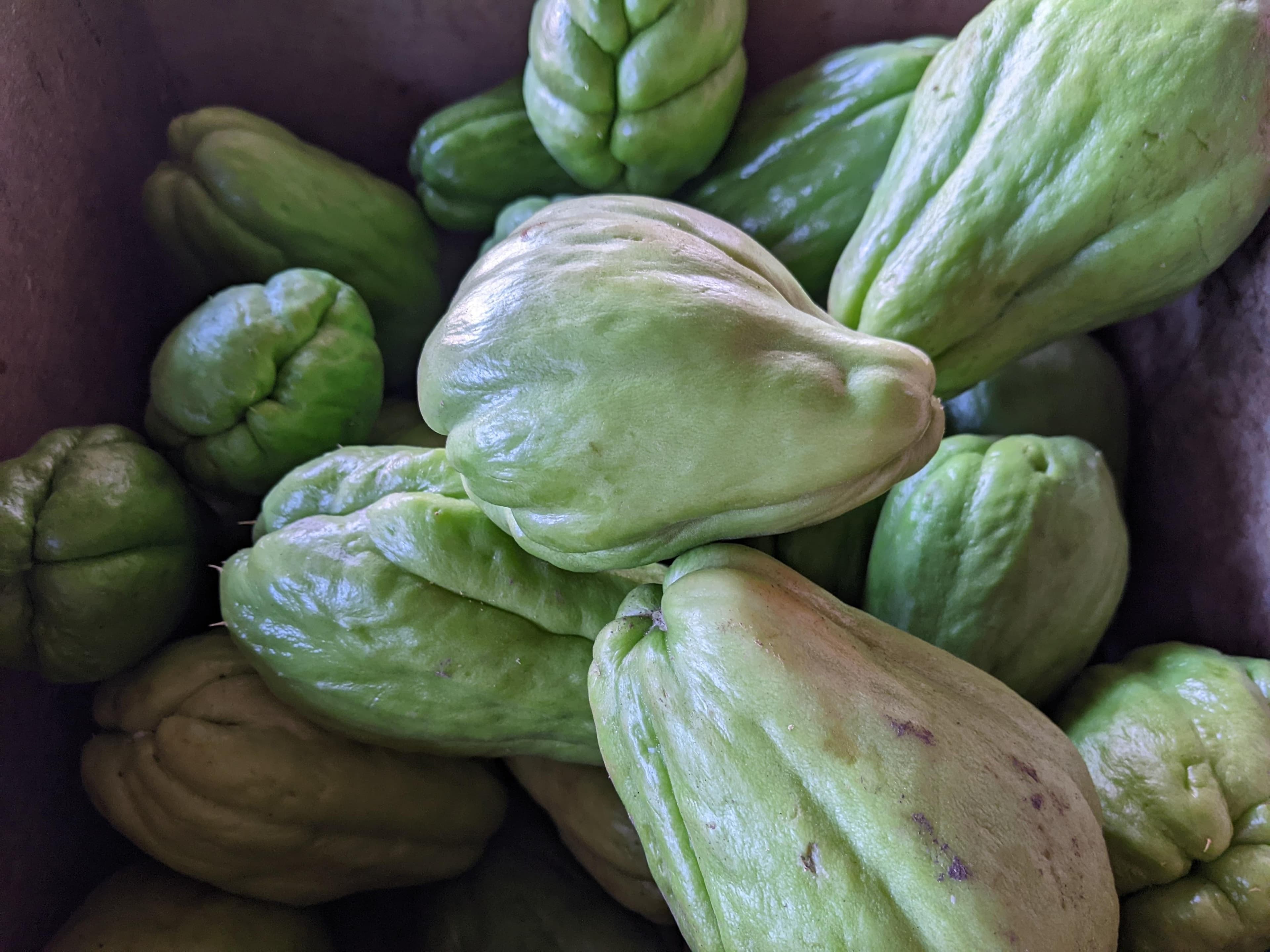 Chayote