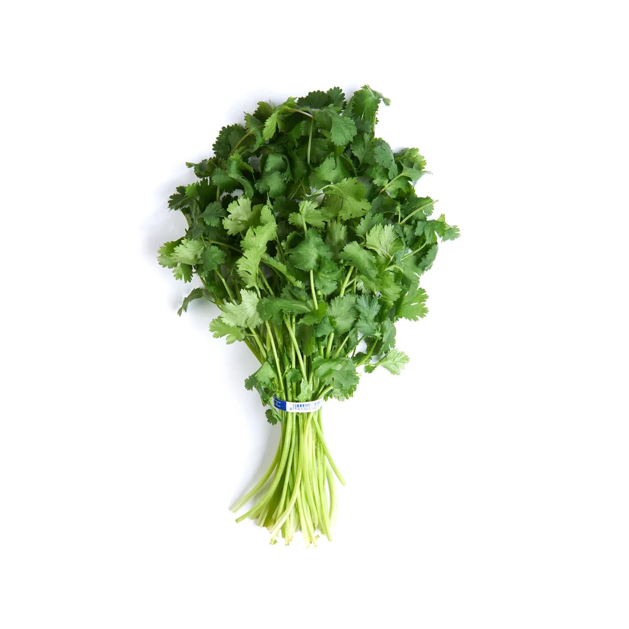 Cilantro / Coriander [1 Bunch]