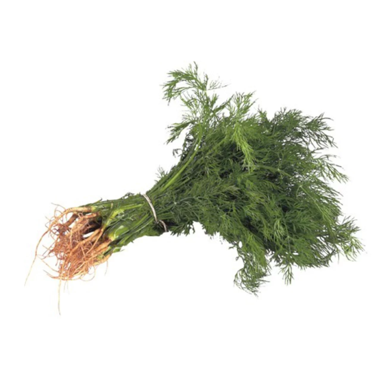 Dill [1bunch]