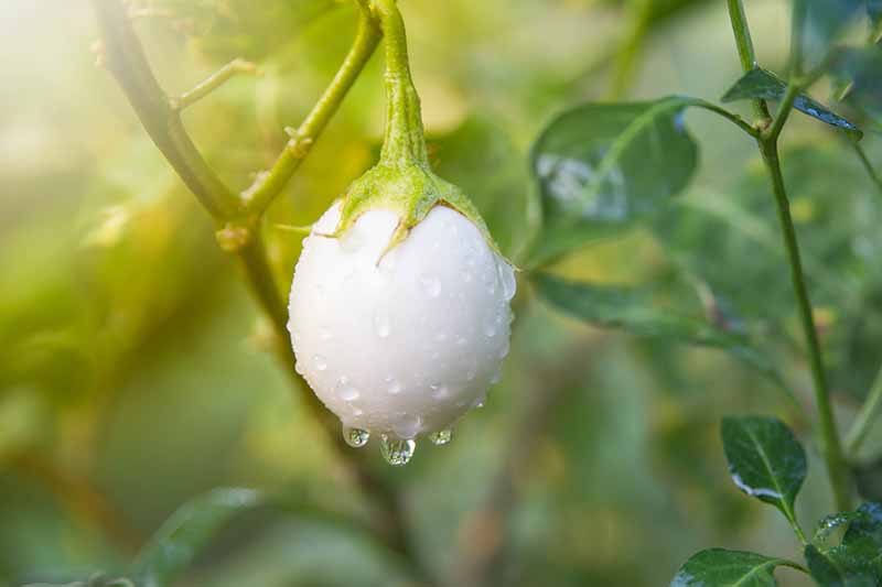 White Eggplant,
