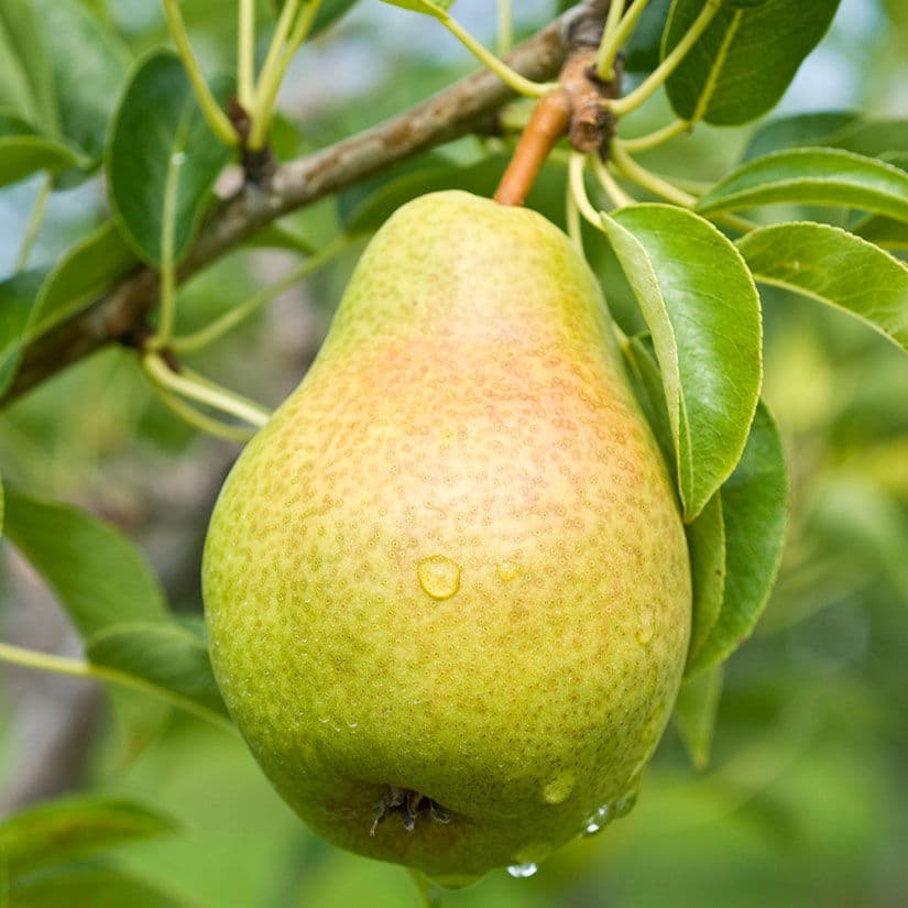 Pear Bartlett (each)